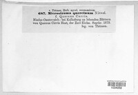 Microstroma album image